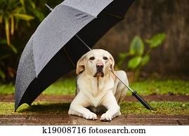 cão, em, chuva