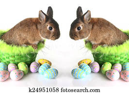 Easter bunny Easter bunny