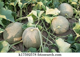 Melon Melon