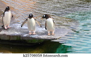 Gentoo penguins