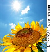 sunflower sunflower