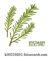 ローズマリー クリップアート 切り張り イラスト 絵画 集 1000 ローズマリー Epsイメージ Fotosearch