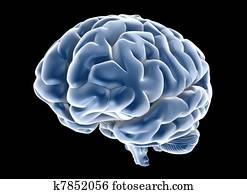 brain brain
