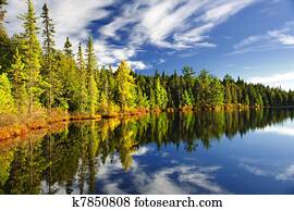 floresta, refletir, em, lago
