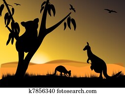 koala, canguru