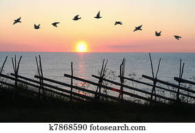 Bird Formation in Sunset
