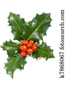 Real holly berries and leave Real holly berries and leave