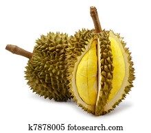 Durian isolated