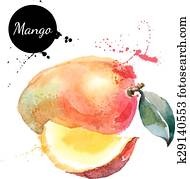 Hand drawn watercolor painting mango on white background Hand drawn watercolor painting mango on white background