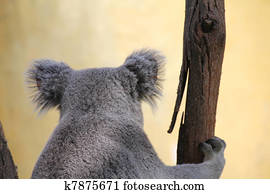 Koala in a Eucalyptus Koala in a Eucalyptus