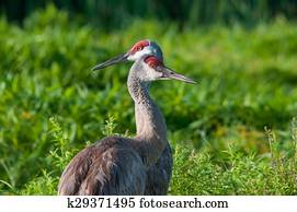 Sandhill Cranes Sandhill Cranes