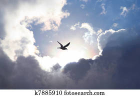 Bird flying in the sky with a dramatic cloud formation in the background. Light shining trough which gives a symbolic value of life and hope.