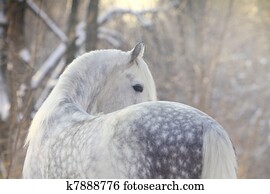 horse in winter horse in winter