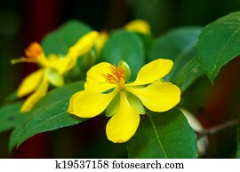Mickey Mouse flower Mickey Mouse flower