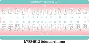של השיניים, שרטט