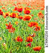 Beautiful poppy flowers in the meadow Stock Photo | k7890257 | Fotosearch