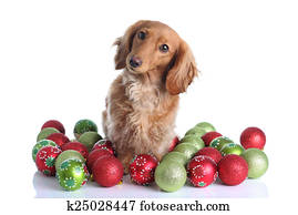 Christmas dog Christmas dog