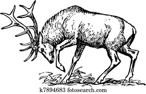 Deer Deer