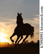 horse in sunset horse in sunset