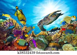 coloridos, recife coral, com, muitos, peixes