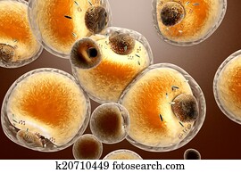 Fat Cells Fat Cells