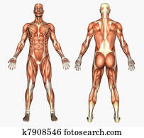 Male Muscles Male Muscles