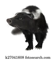 Skunk Skunk