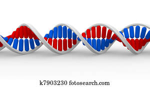 די.אנ.אי, בנה