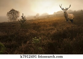 Foggy misty Autumn forest landscape at dawn with red deer stag Foggy misty Autumn forest landscape at dawn with red deer stag