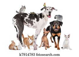 Pets in front of a white background Pets in front of a white background