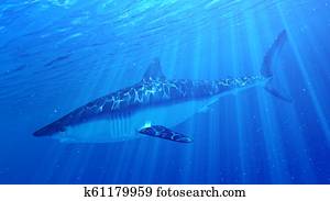 a mako shark a mako shark