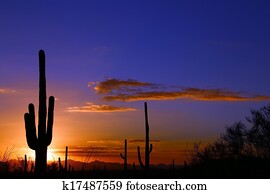 Cactus Sunset Cactus Sunset