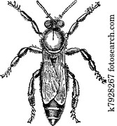 Female or queen bee, vintage engraving.