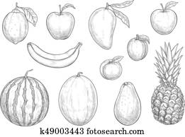Fresh exotic fruits sketch vector isolated icons Fresh exotic fruits sketch vector isolated icons