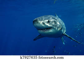 Great White Shark Great White Shark