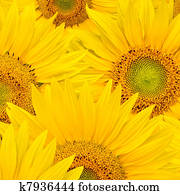 background made of beautiful sunflowers background made of beautiful sunflowers