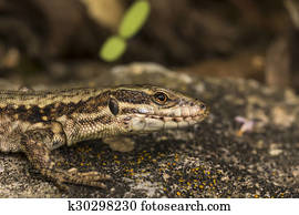 Common wall lizard from Germany