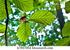 oak leaves in harmony