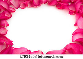 rose petals on white background rose petals on white background