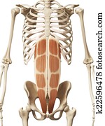 the rectus abdominis the rectus abdominis