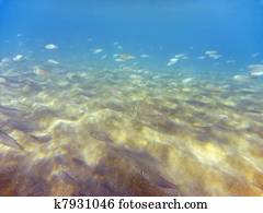 Underwater Underwater