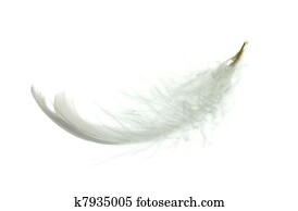 White goose feather
