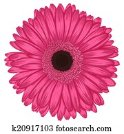 Beautiful pink gerbera isolated on white background .