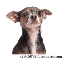 Chihuahua dog portrait