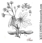 Maple tree, botanical vintage engraving Maple tree, botanical vintage engraving