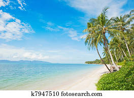 Tropical beach with coconut palm