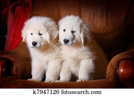 white puppies white puppies