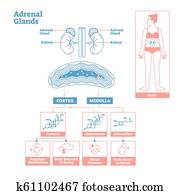 אדרנלי, בלוטות, של, של הפרשה פנימית, system., מדע רפואי, וקטור, דוגמה, diagram.
