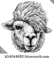 black and white engrave isolated Lama black and white engrave isolated Lama