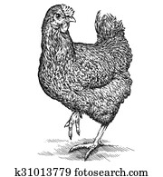 chicken chicken